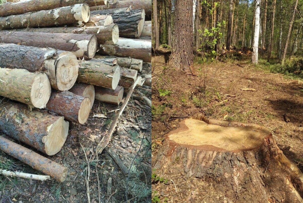 Вырубка лесов в Алтайском крае