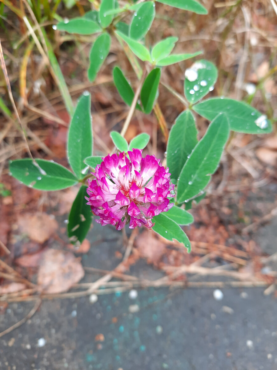 Один из последних цветов этого года.
Фото автора