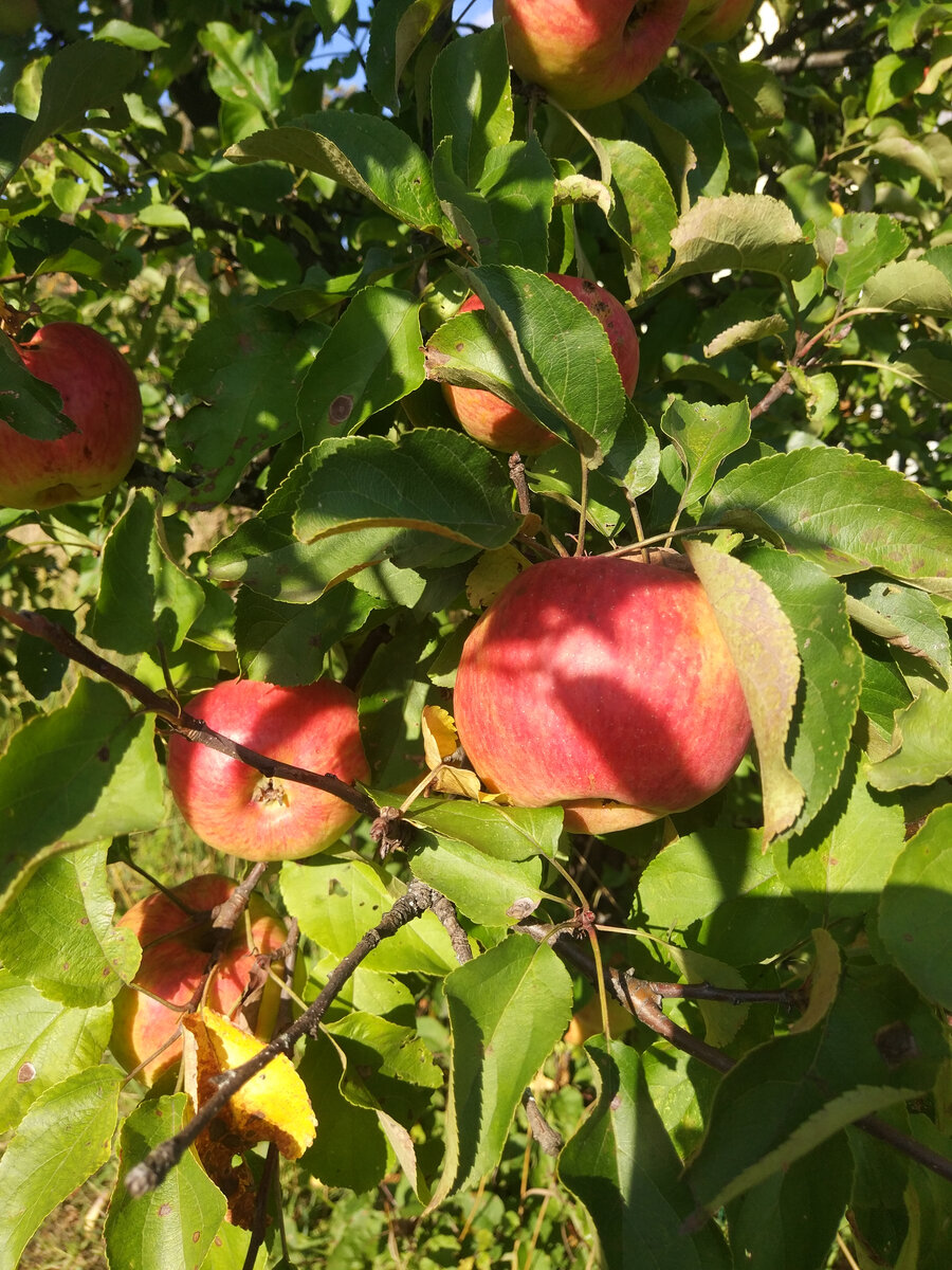 Фото автора, яблоки, сентябрь 2022 г.