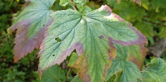 Фото - Елена Виноградова