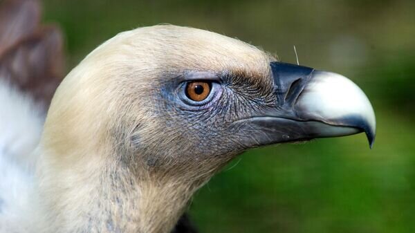   © Sputnik / Сергей Мальгавко