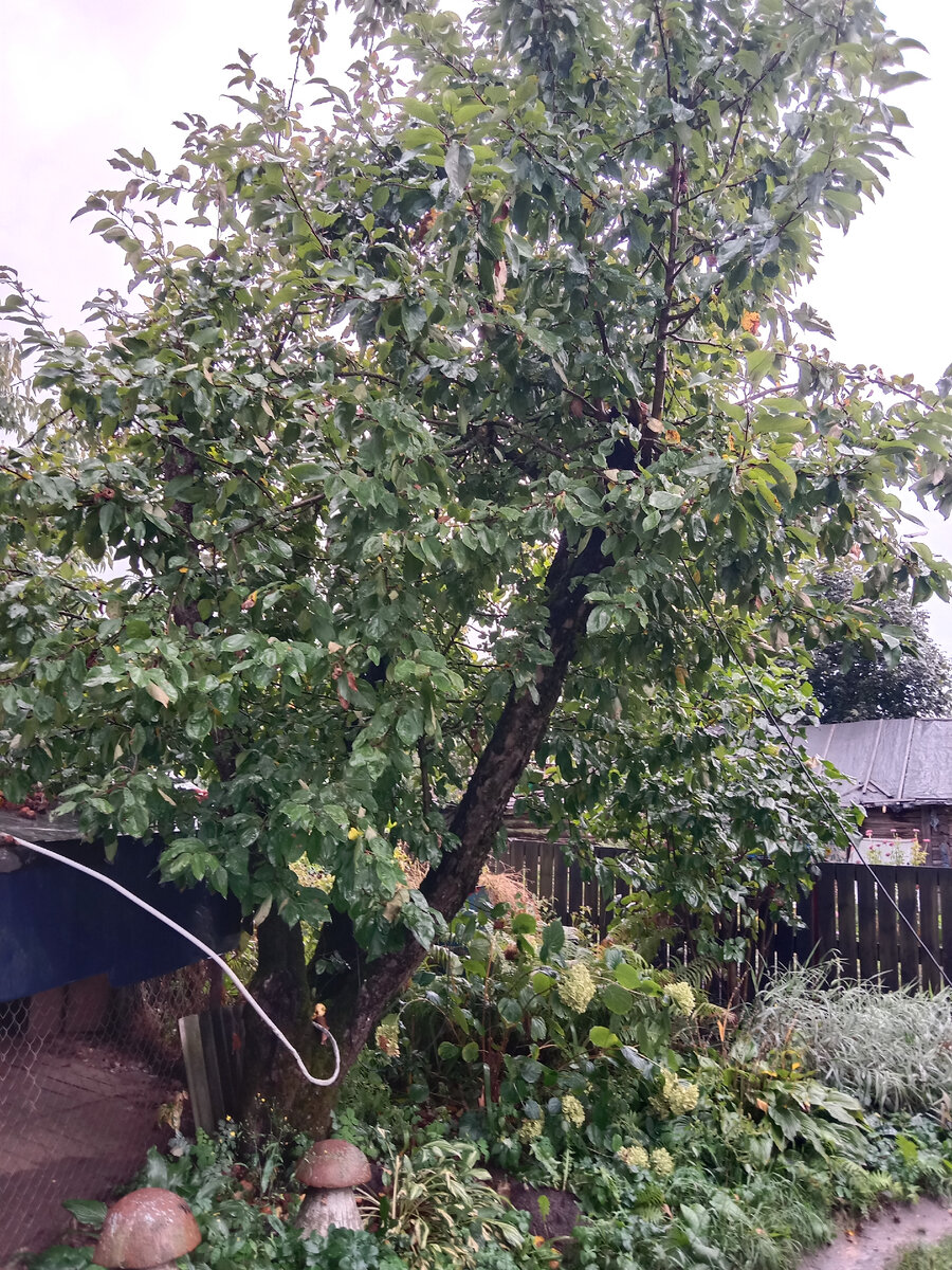 Дереву более 60 лет. На высоте полуметра ствол расходится на четыре сука. В первый год обрезали два сука на высоте около 2 метров, во второй год спилили два оставшихся на той же высоте. Дереву понадобилось  4 года чтобы отрастить новые ветви и снова заплодоносить