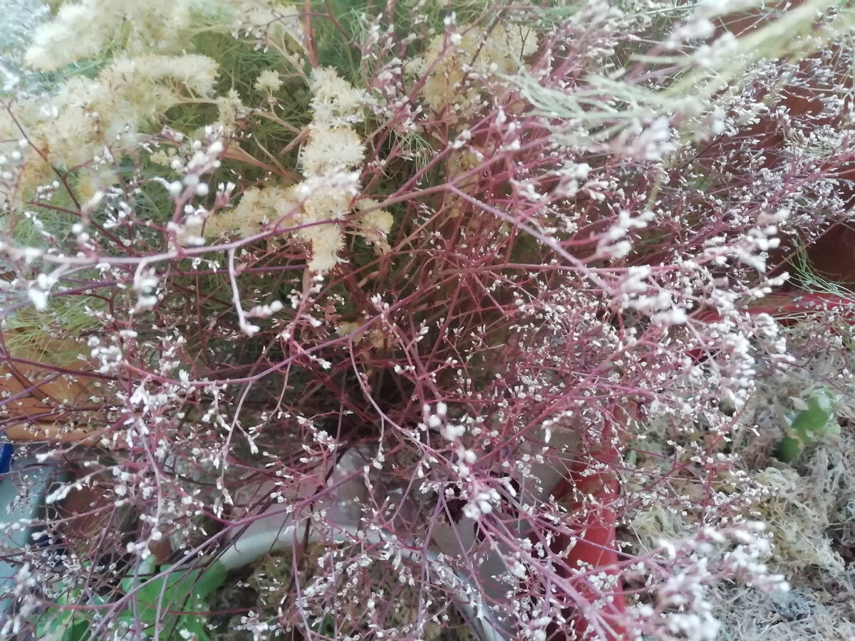 Фото автора кермек.