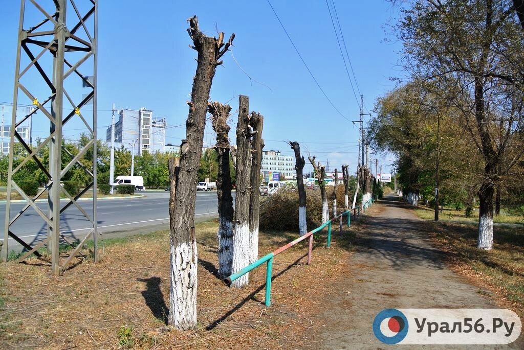    В центре Орска ограничат движение на двух участках дорог — пройдет обрезка деревьев