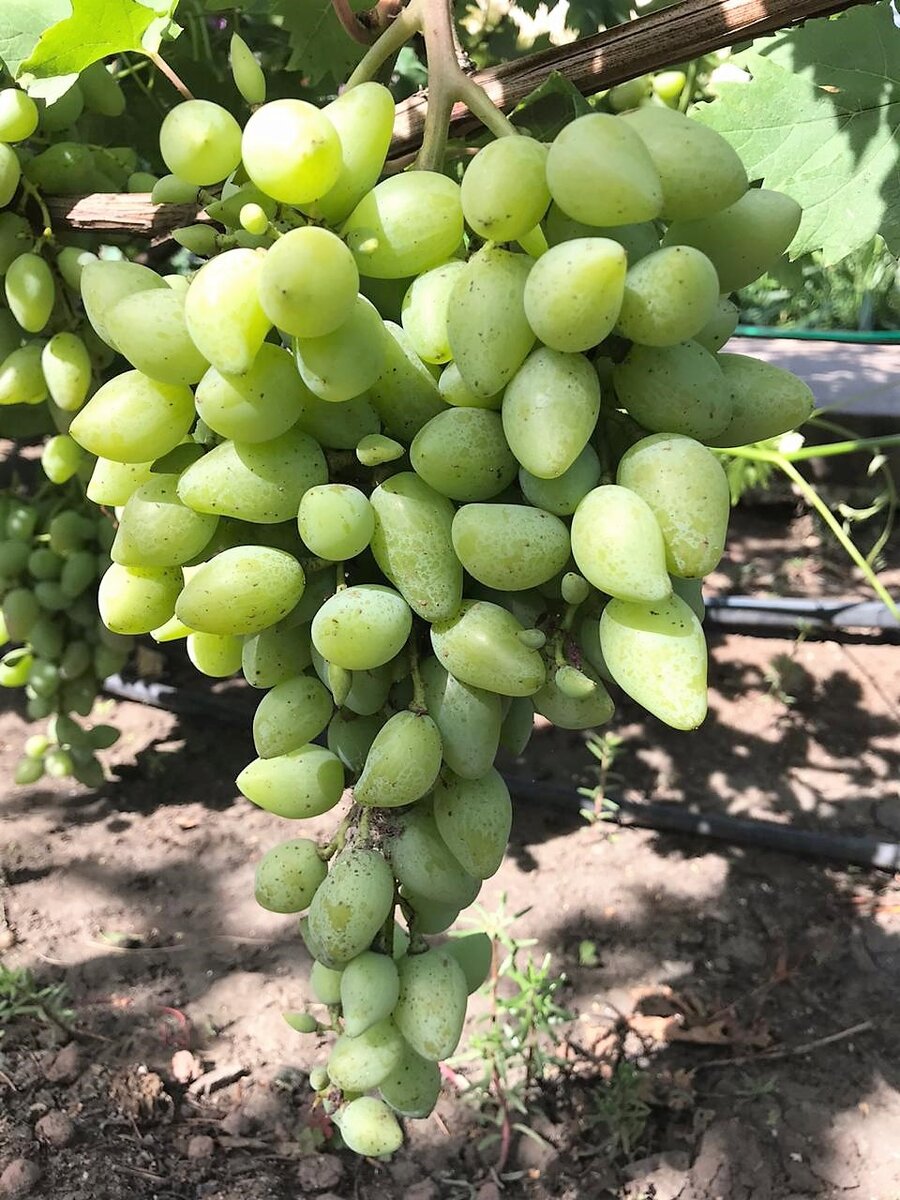 виноград сорт байконур фото