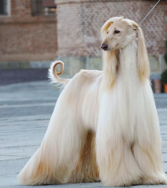 У этой собаки просто идеальные волосы 😍https://i.pinimg.com/564x/13/58/d8/1358d831f12b6afc4f70121339491fef.jpg