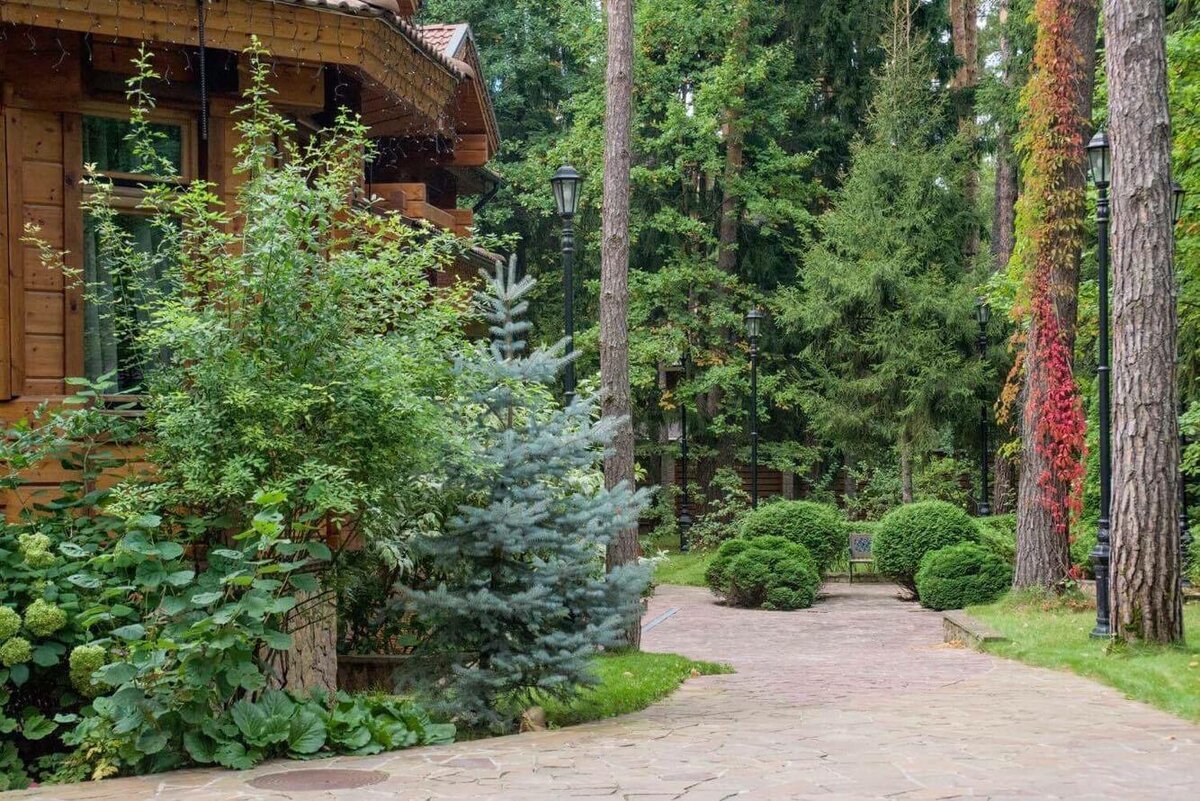 Лиственница рядом с домом