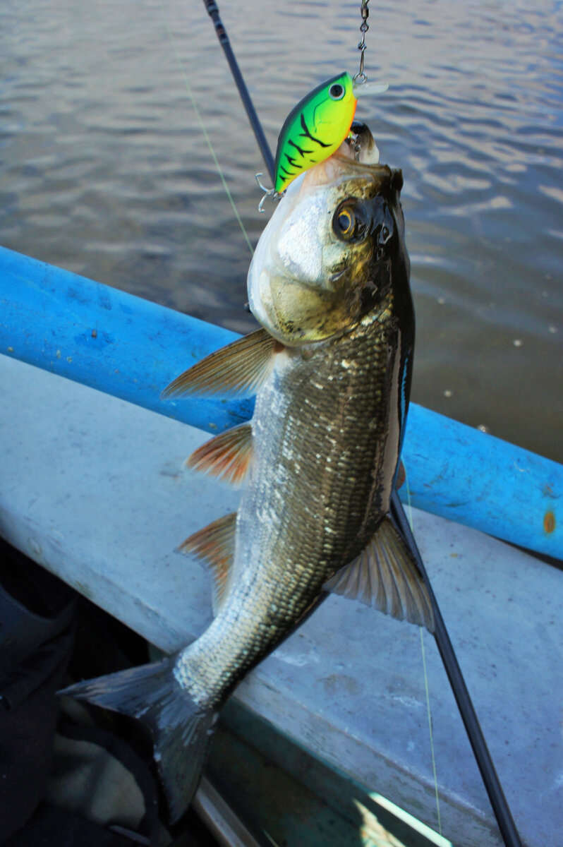 Крэнк - одна из лучших приманок для ловли осеннего жереха