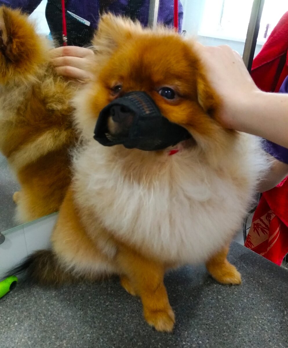 Грозный шпиц на "приеме" у грумера