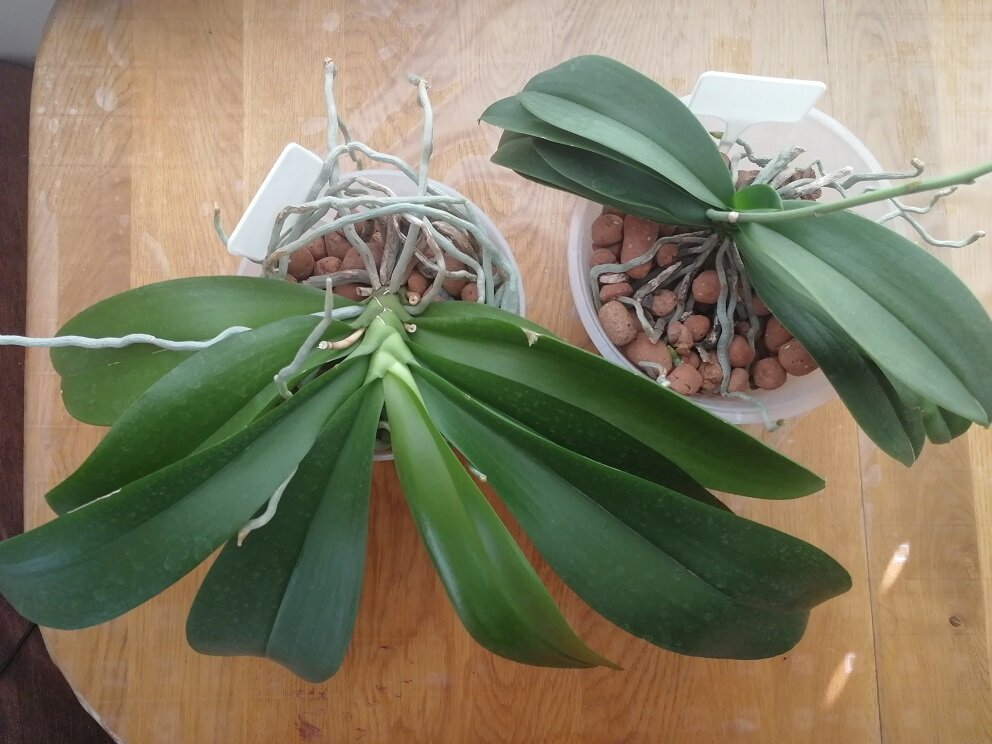 Льюис имеет компактную розетку (Льюис справа, слева обычный стандарт)