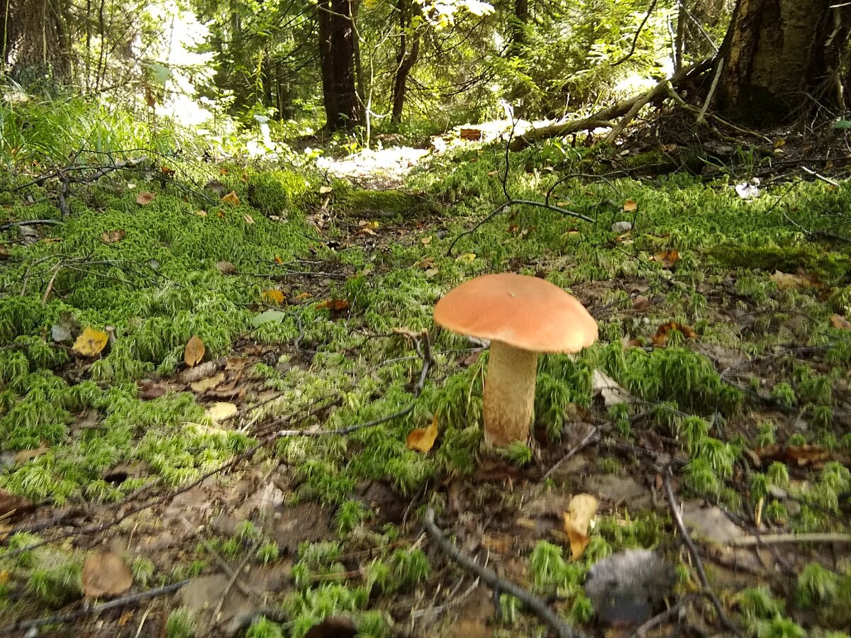 Первый подосиновик встретил меня прямо на тропинке!