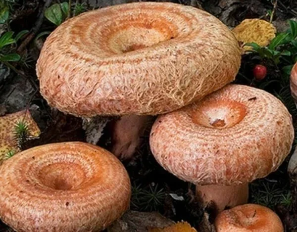 Фото с моего канала Грибник со стажем 16.RU