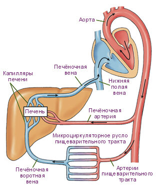 Схематичное изображение системы кровообращение плода
