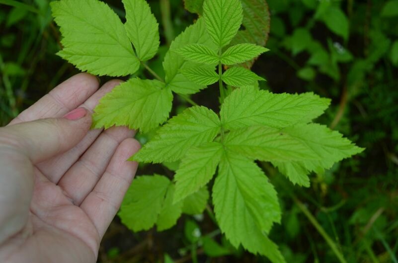 Хлороз малины.