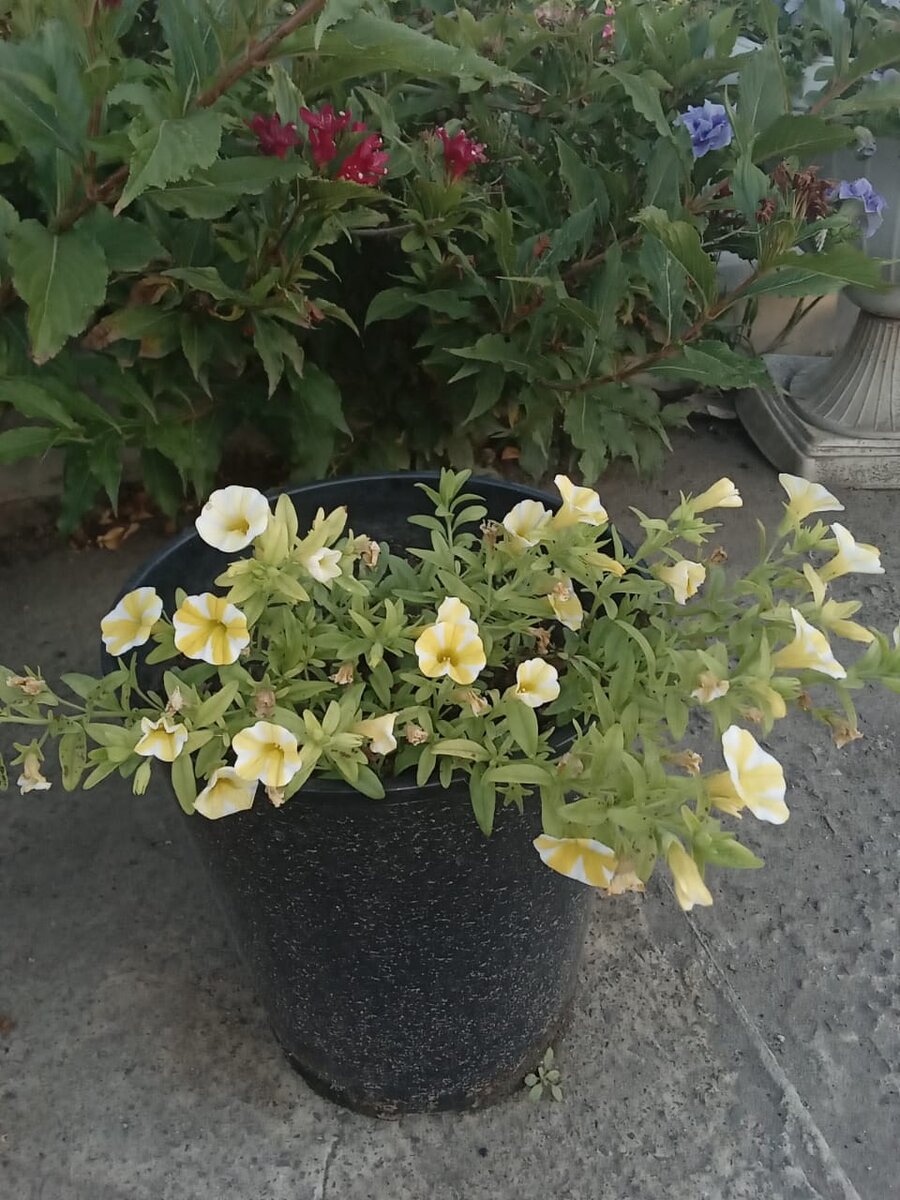 Калибрахоа Superbells lemon slaice (личное фото)