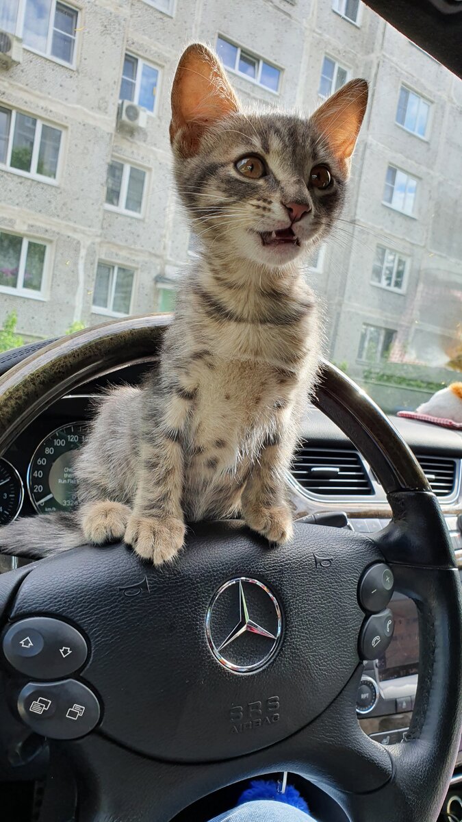 Первое фото котенка, когда мы уже подъехали к дому