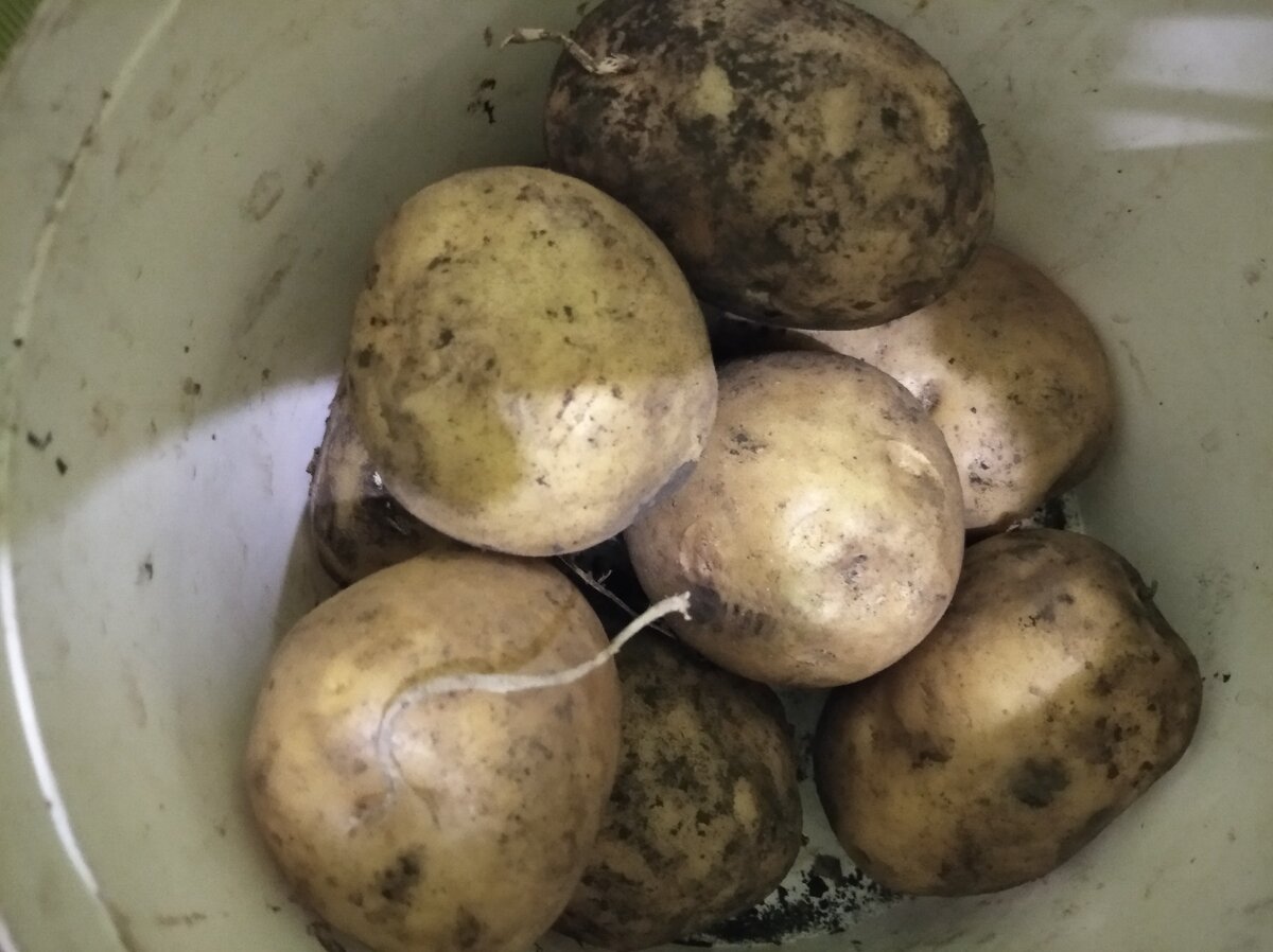 картофель у меня на кухне