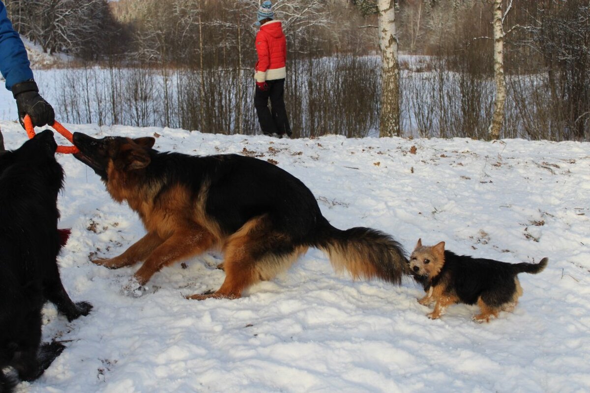 Фото любезно предоставлено питомником Alex Hoff