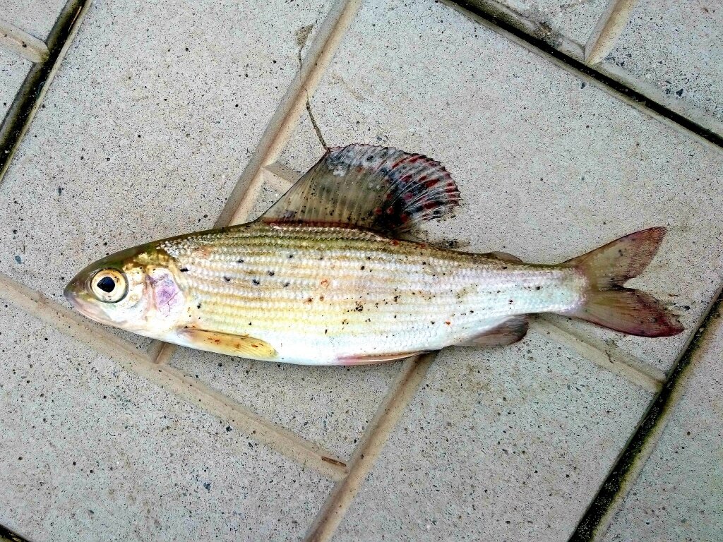 Фото: Хариус / Медведев Александр