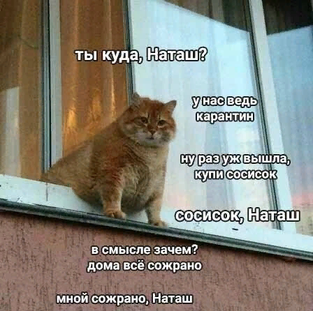 Карантинный кот