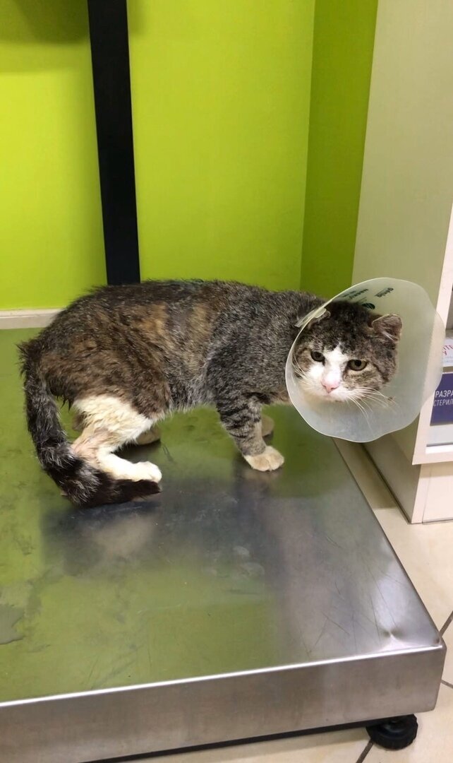 Амурик в клинике