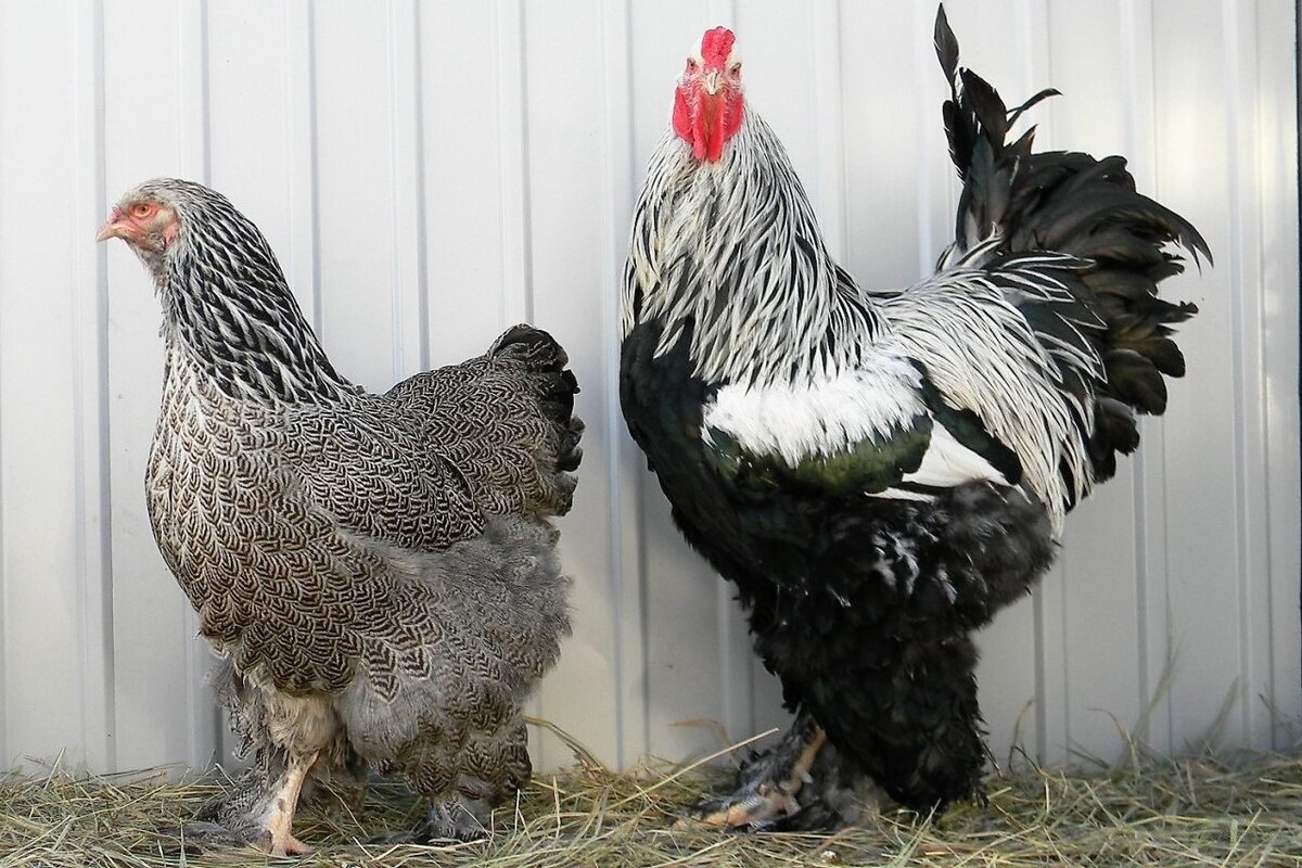 Брама темная