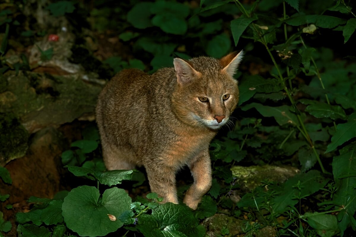 Болотный кот фото