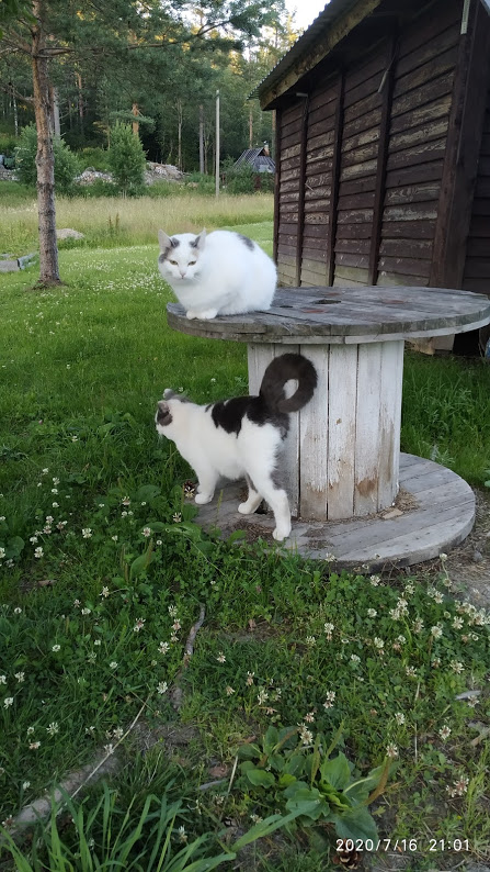 Мои котейцы