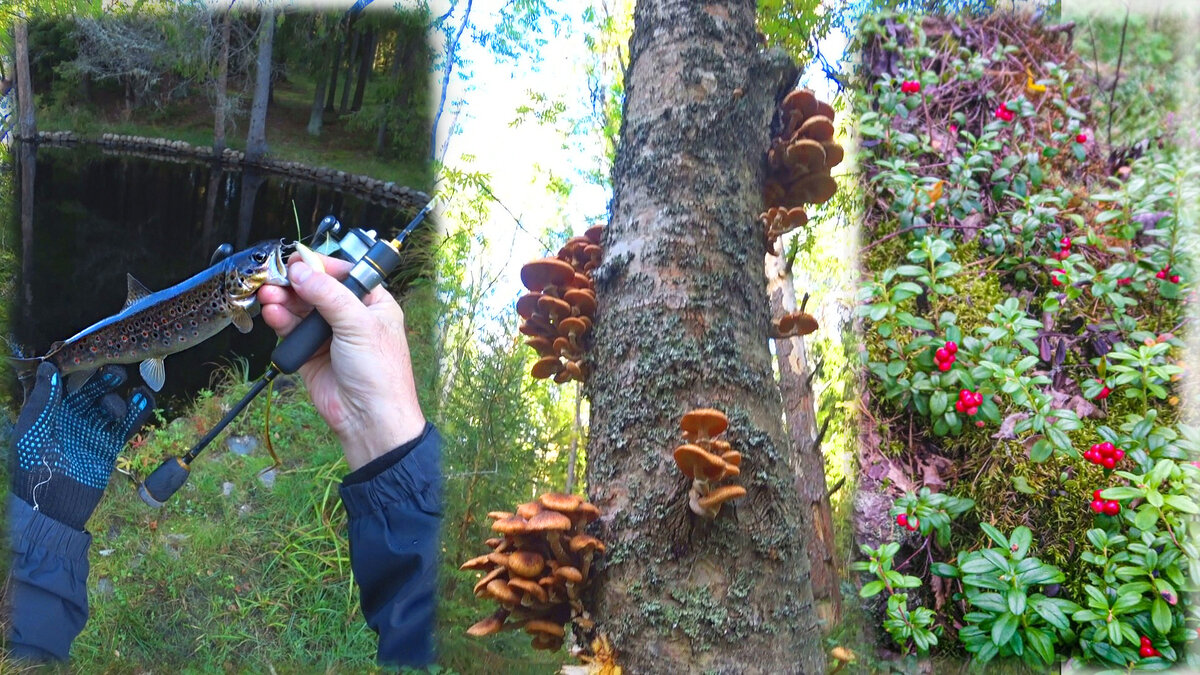 Фото автора.