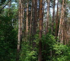 Свободный источник