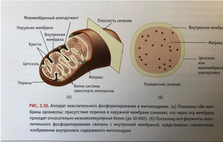 Энергетическая станция клетки. Митохондрии энергетические станции клетки. Митохондрия станция клетки. Теория митохондрий. Митохондрии учебник