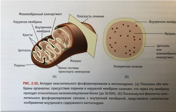 Энергетическая станция клетки. Митохондрии энергетические станции клетки. Митохондрия станция клетки. Теория митохондрий. Митохондрии учебник.