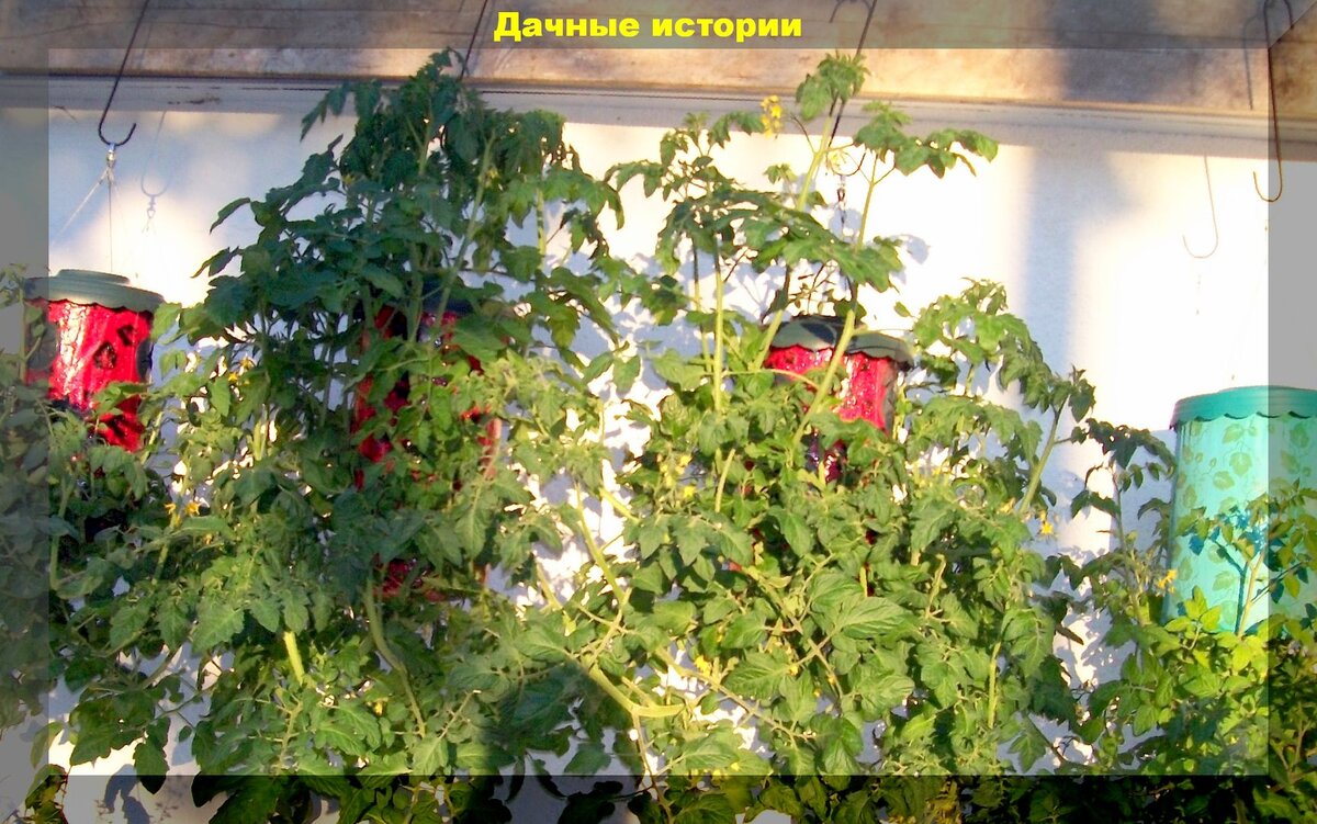 https://vk.com/photo-159774511_457244366.  Выращивание помидор на террасе "вверх ногами"