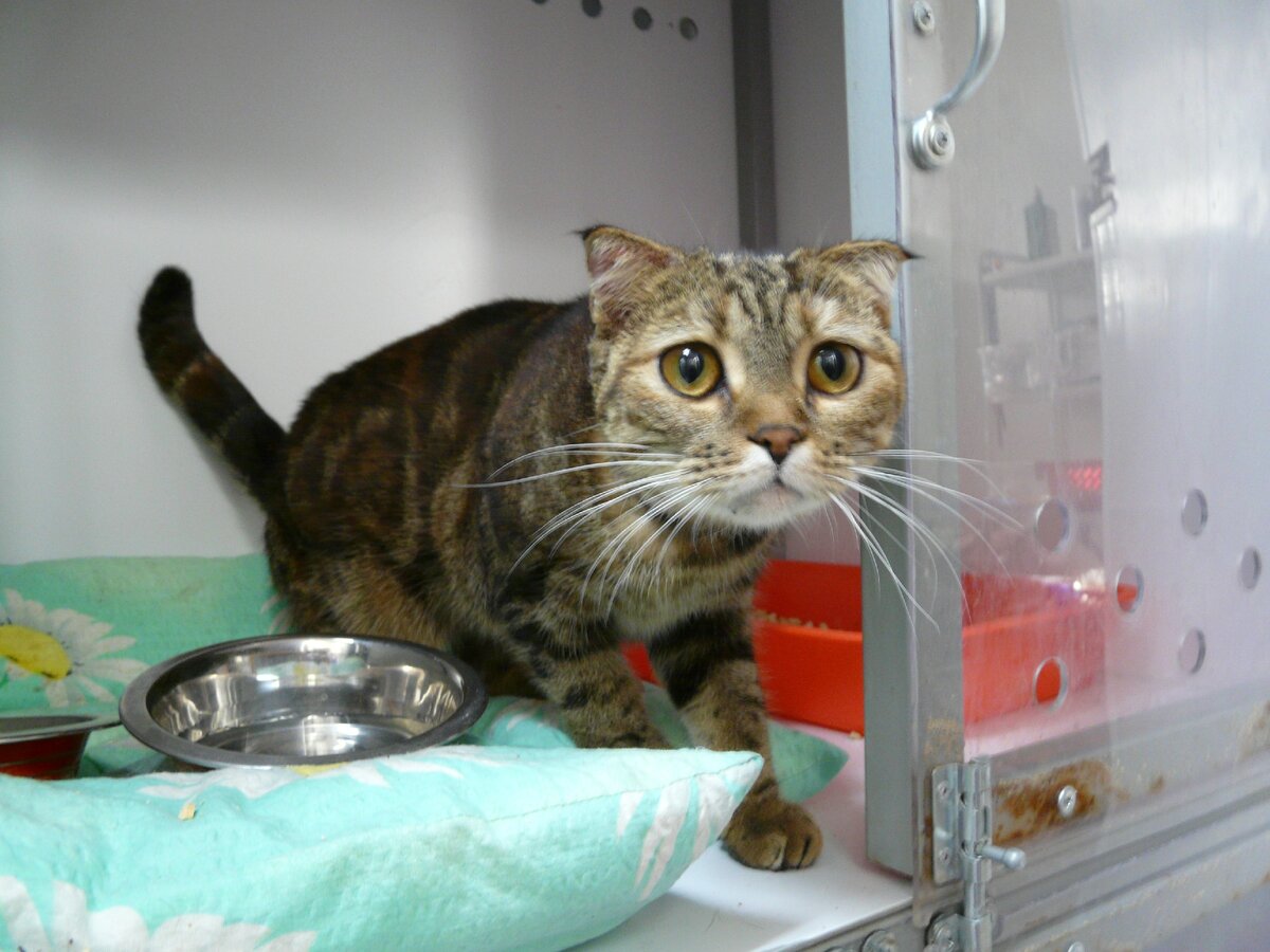 Фимка в стационаре ЗооГуберния.  Фото предоставлены мне стационаром в рамках фотоотчёта. 