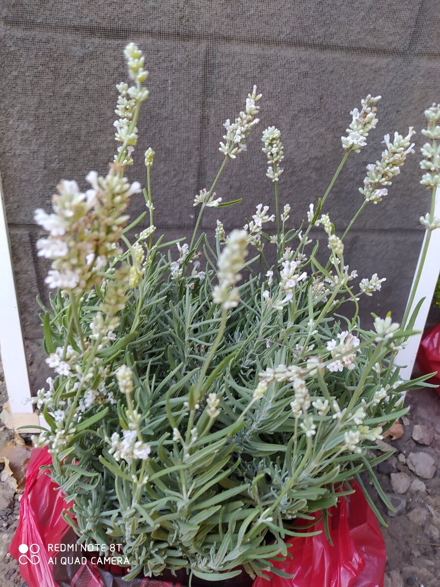 Белая лаванда