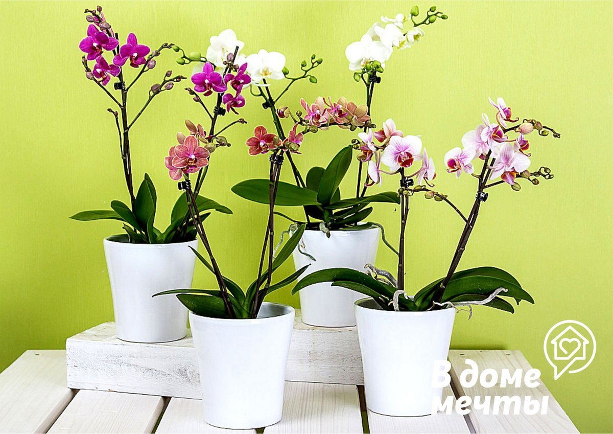 Известные гибриды орхидеи фаленопсис