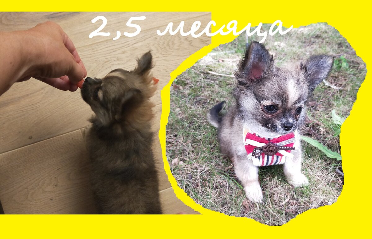 Пробуем первый раз арбуз и учимся ходить в шлейке.)))