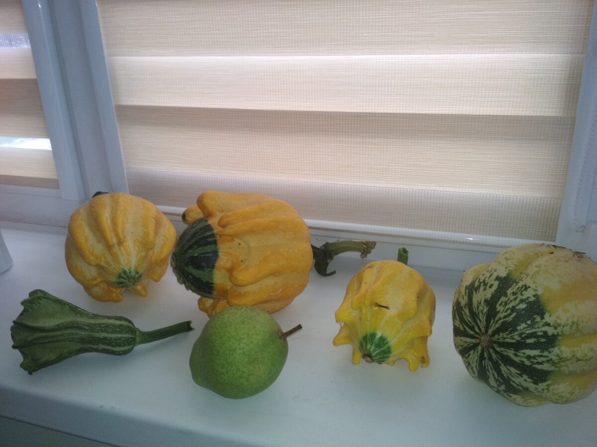 Декоративные тыквы