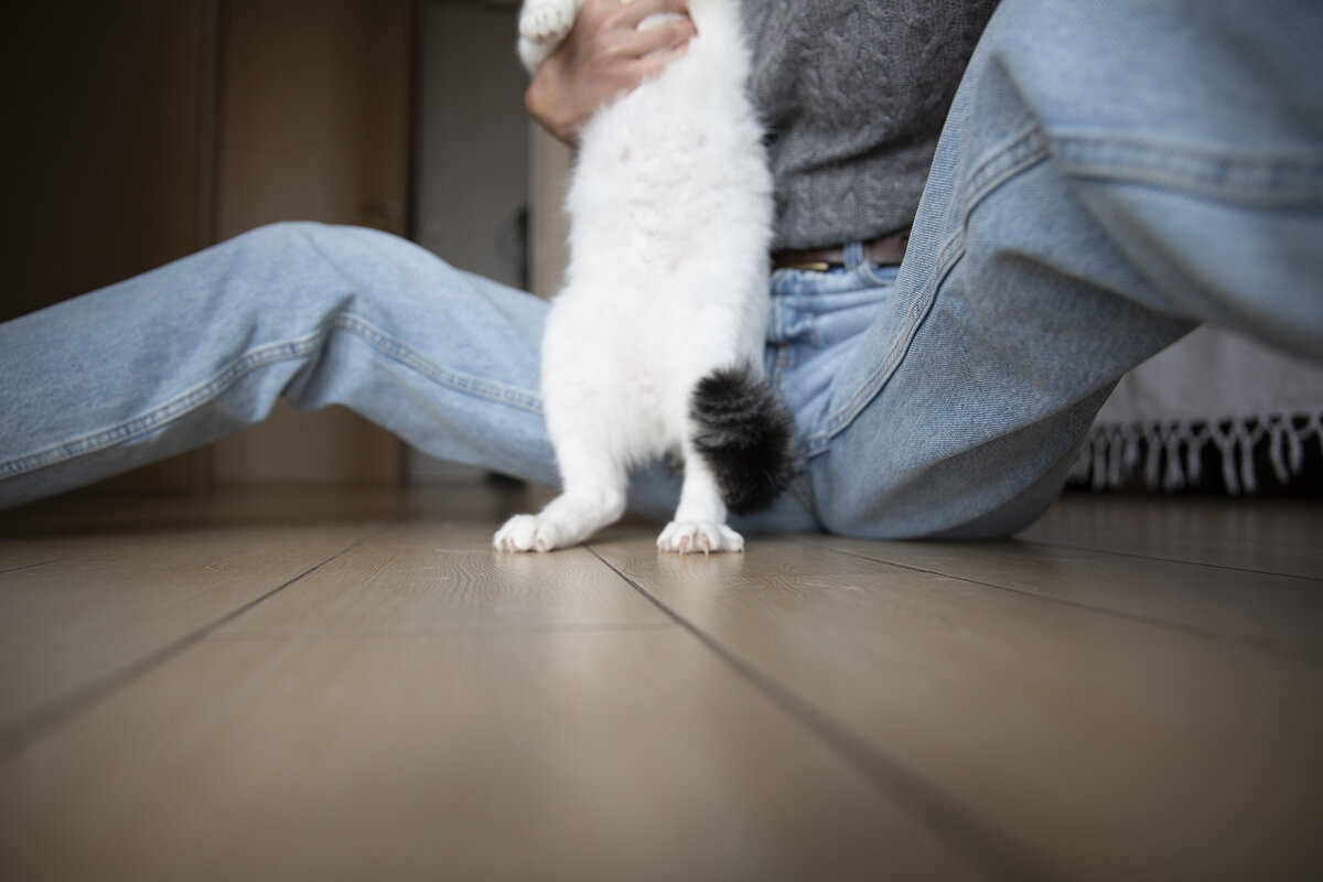 Что случилось с кошкой, нэ понятно