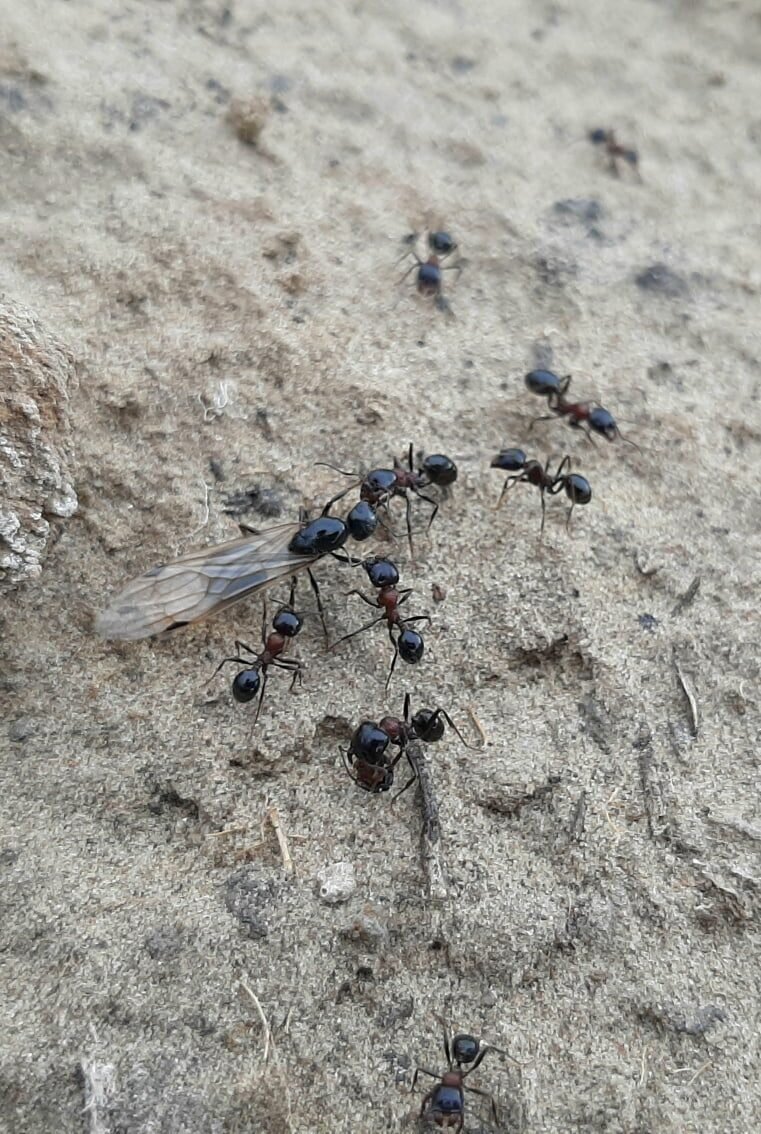 Видите муравья с крыльями? Это не самка! Это особь мужского пола!