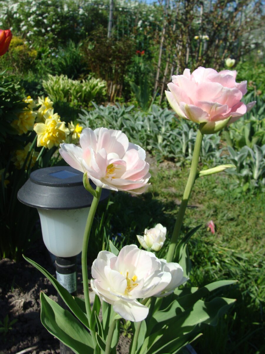 Цветет "Анжелика" - один из моих любимых махровых сортов.