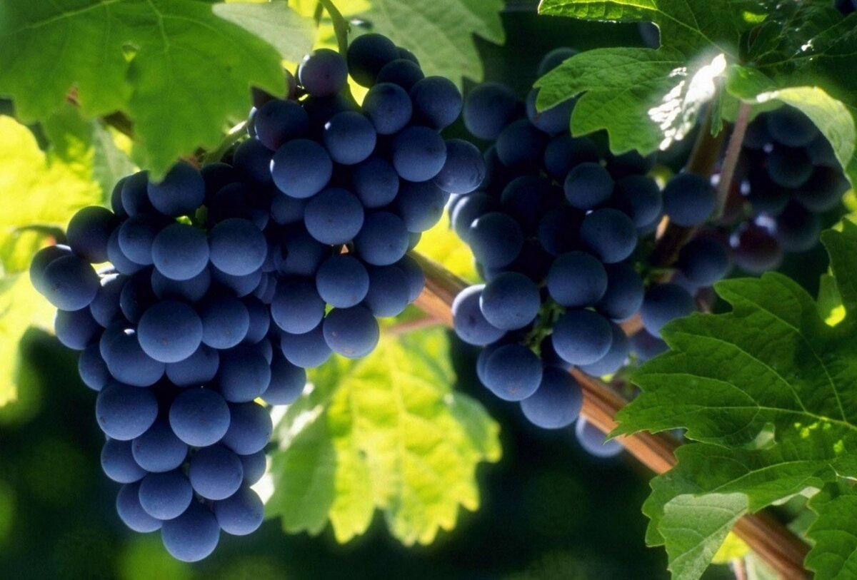 Выбраем сорт винограда для своего региона