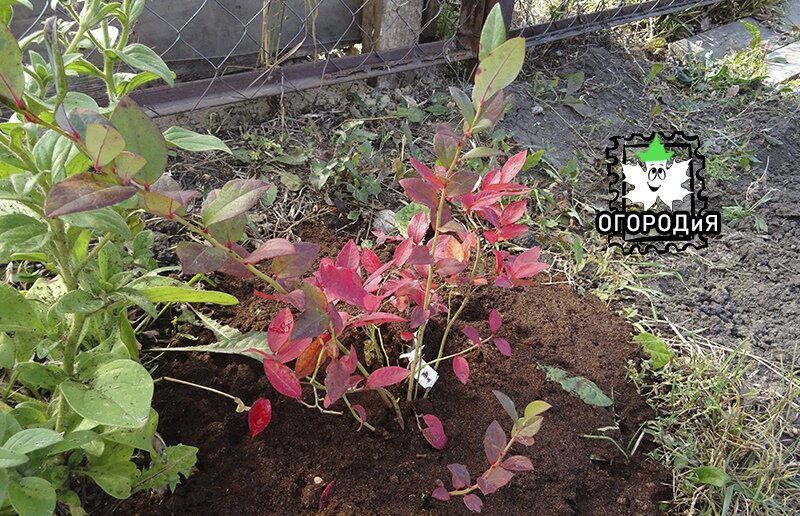 Голубика-переселенец 7 октября, после пересадки прошел месяц