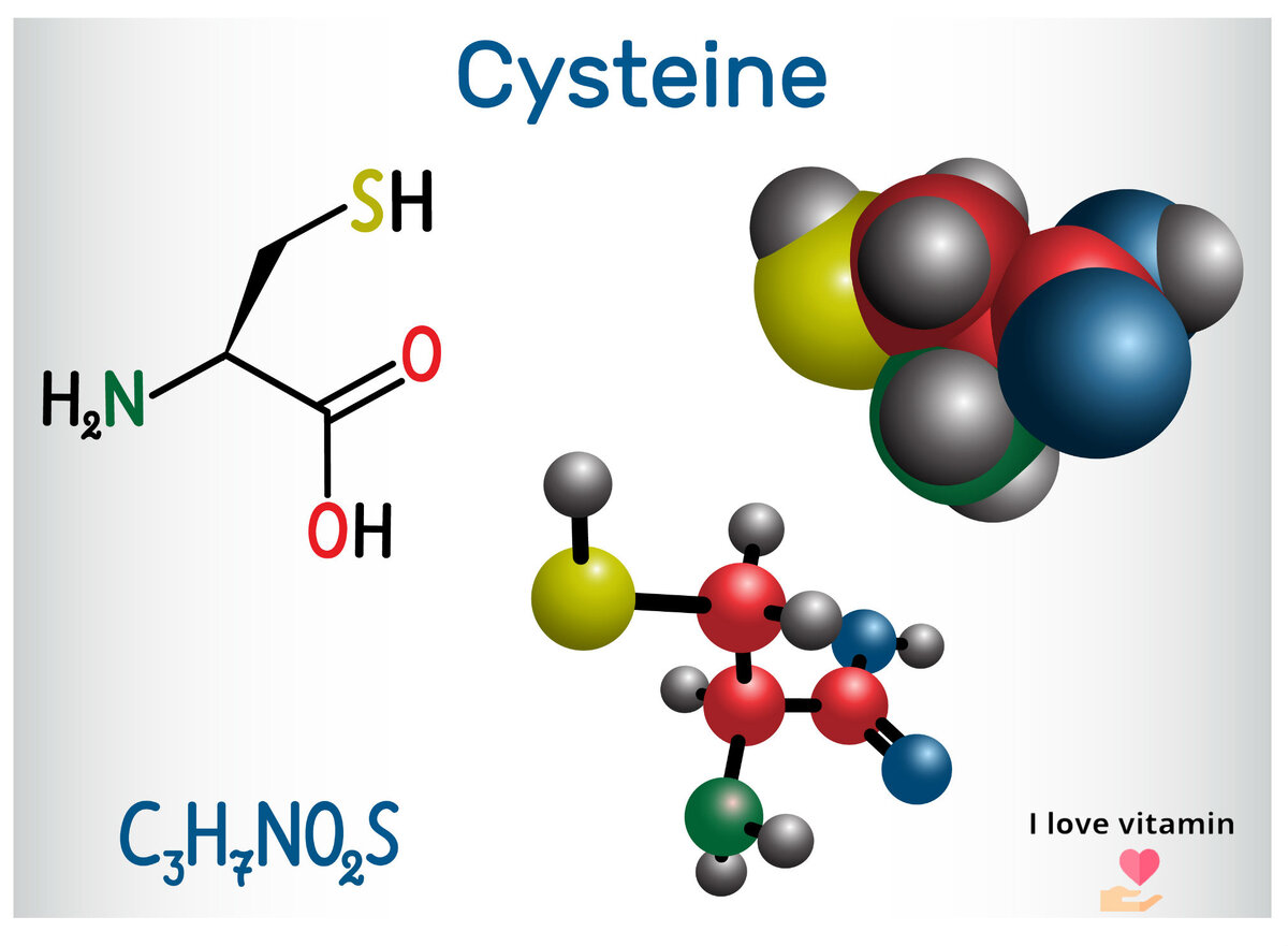 Недоедание и дисбаланс аминокислотного баланса способствуют дефициту L-цистеина