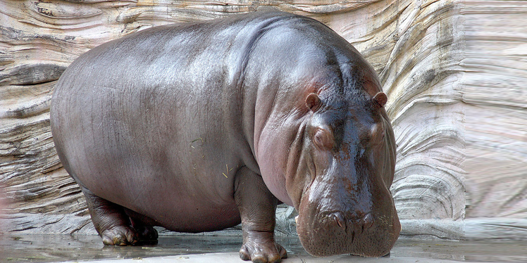 Изображение взято с wikipedia.org