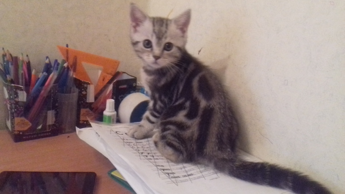 Британская прямоухая (девочка)