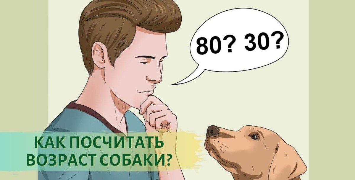 Как посчитать возраст собаки по человеческим меркам[/caption]