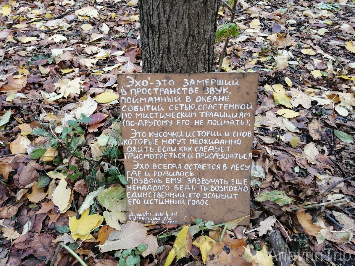 Дуб в Олимпике Воронеж доехать