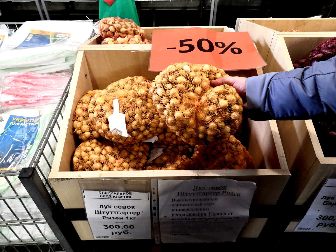 Осенью садовые магазины начинают распродавать севок с весьма неплохой скидкой.