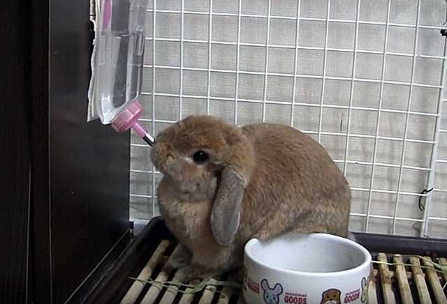Поилка для кроликов из пластиковой бутылки: инструкция и рекомендации по изготовлению
